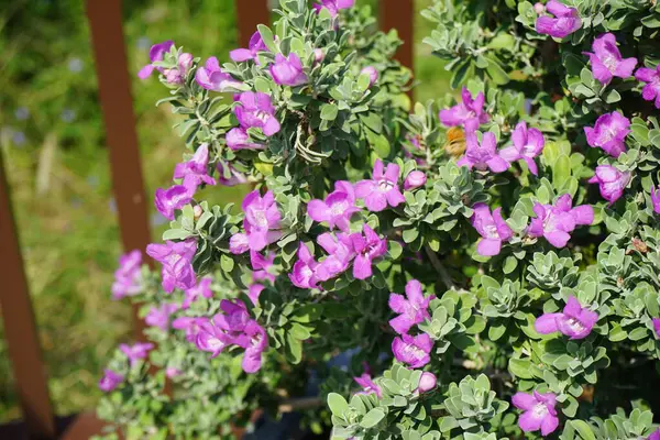 El Rafisah Barajı 'ndaki Löcophyllum Frutescens çiçeklerinin üzerinde bir Apis mellifera arısı uçuyor. Löcophyllum frutescens, Texas Ranger, Texas yağmur adaçayı, Scrophulariaceae familyasından bir çalı türü. Wadi Wshee, Sharjah, BAE.