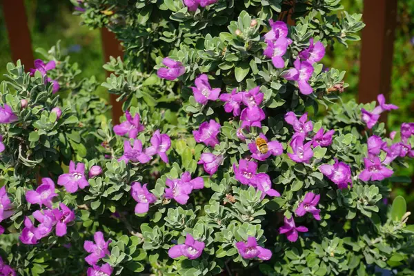 El Rafisah Barajı 'ndaki Löcophyllum Frutescens çiçeklerinin üzerinde bir Apis mellifera arısı uçuyor. Löcophyllum frutescens, Texas Ranger, Texas yağmur adaçayı, Scrophulariaceae familyasından bir çalı türü. Wadi Wshee, Sharjah, BAE.