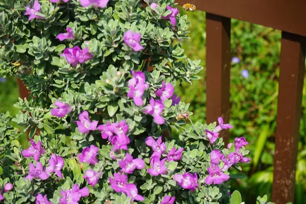 El Rafisah Barajı 'ndaki Löcophyllum Frutescens çiçeklerinin üzerinde bir Apis mellifera arısı uçuyor. Löcophyllum frutescens, Texas Ranger, Texas yağmur adaçayı, Scrophulariaceae familyasından bir çalı türü. Wadi Wshee, Sharjah, BAE.