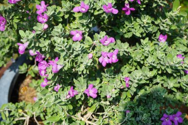 El Rafisah Barajı 'ndaki Löcophyllum Frutescens çiçeklerinin üzerinde bir Apis mellifera arısı uçuyor. Löcophyllum frutescens, Texas Ranger, Texas yağmur adaçayı, Scrophulariaceae familyasından bir çalı türü. Wadi Wshee, Sharjah, BAE.
