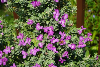 El Rafisah Barajı 'ndaki Löcophyllum Frutescens çiçeklerinin üzerinde bir Apis mellifera arısı uçuyor. Löcophyllum frutescens, Texas Ranger, Texas yağmur adaçayı, Scrophulariaceae familyasından bir çalı türü. Wadi Wshee, Sharjah, BAE.
