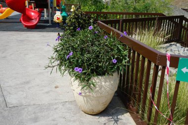 Ruellia Simplex Nisan ayında Al Rafisah Barajı 'ndaki bir saksıda mor çiçeklerle çiçek açar. Ruellia simplex, Meksika petunyası, Meksika 'nın BlueBell veya Britton' un vahşi petunyası, çiçekli bir bitki türüdür. Wadi Wshee, Sharjah, BAE. 