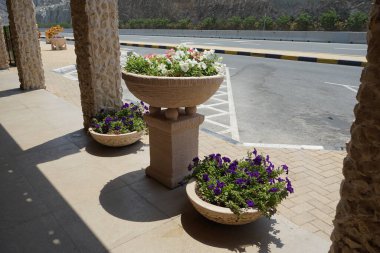 Petunia x atkinsiana çiçekleri Nisan ayında dekoratif saksılarda çiçek açar. Petunia x atkinsiana, petunyanın tüm melez türlerini kapsayan bir Petunya bitkisi olan 