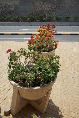 Nisan ayında çiçekli saksılar Al Rafisah Barajı dinlenme alanındaki yolun girişini süslüyor. Wadi Wshee, Sharjah, BAE.  