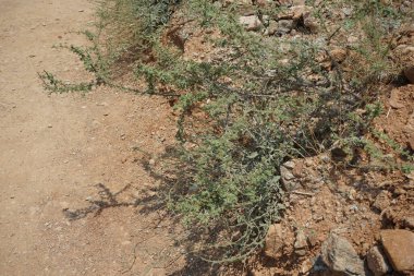 Vachellia tortilis Nisan ayında El Rafisah Barajı 'ndaki Hawd al Bid' ah rezervuarının kıyısında yetişir. Vachellia tortilis, Acacia tortilis, İsrail babunu, Vachellia cinsi, akasya cinsidir. Wadi Wshee, Sharjah, BAE. 