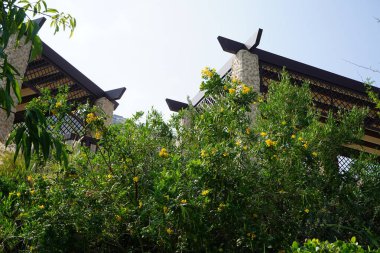 Tecoma, Nisan ayında Hawd al Bid 'ah rezervuarının kıyısında çiçek açar. Tecoma stans (