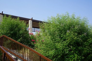 Bougainvillea glabra, Vitex agnus-castus ve diğer bitkiler Nisan ayında Al Rafisah Barajı 'ndaki Hawd al Bid' ah rezervuarının kıyısında yetişir. Wadi Wshee, Sharjah, BAE.