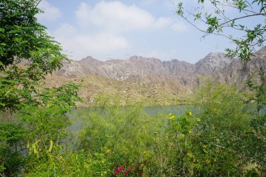 Tecoma stans, Bougainvillea glabra ve diğer bitkiler Nisan ayında Al Rafisah Barajı 'ndaki Hawd al Bid' ah rezervuarının kıyısında yetişir. Wadi Wshee, Sharjah, BAE.