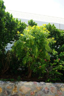 Tecoma stans, Bougainvillea glabra ve diğer bitkiler Nisan ayında Al Rafisah Barajı 'ndaki Hawd al Bid' ah rezervuarının kıyısında yetişir. Wadi Wshee, Sharjah, BAE.
