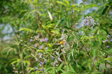 Nisan ayında bir Polistes wattii eşekarısı Vitex agnus-castus 'un mor çiçeklerinin üzerinden uçar. Polistes, Polistini kabilesinin tek cinsi ve kağıt eşekarılarının kozmopolit cinsidir. Wadi Wshee, Sharjah, BAE. 