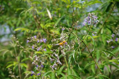 Nisan ayında bir Polistes wattii eşekarısı Vitex agnus-castus 'un mor çiçeklerinin üzerinden uçar. Polistes, Polistini kabilesinin tek cinsi ve kağıt eşekarılarının kozmopolit cinsidir. Wadi Wshee, Sharjah, BAE. 