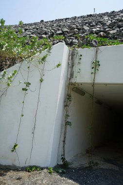 Calotropis procera ve Ipomoea pes-caprae Nisan ayında El Rafisah Barajı 'ndaki S142 tünelinin altında yetişiyor. Wadi Wshee, Sharjah, BAE.