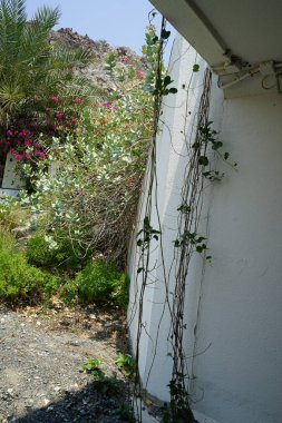 Calotropis procera ve Ipomoea pes-caprae Nisan ayında El Rafisah Barajı 'ndaki S142 tünelinin altında yetişiyor. Wadi Wshee, Sharjah, BAE.