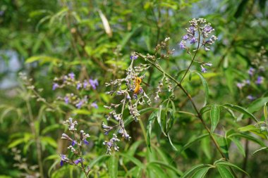 Nisan ayında bir Polistes wattii eşekarısı Vitex agnus-castus 'un mor çiçeklerinin üzerinden uçar. Polistes, Polistini kabilesinin tek cinsi ve kağıt eşekarılarının kozmopolit cinsidir. Wadi Wshee, Sharjah, BAE. 