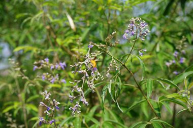 Nisan ayında bir Polistes wattii eşekarısı Vitex agnus-castus 'un mor çiçeklerinin üzerinden uçar. Polistes, Polistini kabilesinin tek cinsi ve kağıt eşekarılarının kozmopolit cinsidir. Wadi Wshee, Sharjah, BAE. 