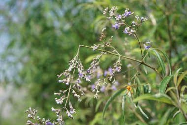 Nisan ayında bir Polistes wattii eşekarısı Vitex agnus-castus 'un mor çiçeklerinin üzerinden uçar. Polistes, Polistini kabilesinin tek cinsi ve kağıt eşekarılarının kozmopolit cinsidir. Wadi Wshee, Sharjah, BAE. 