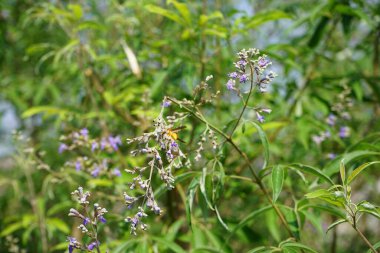 Nisan ayında bir Polistes wattii eşekarısı Vitex agnus-castus 'un mor çiçeklerinin üzerinden uçar. Polistes, Polistini kabilesinin tek cinsi ve kağıt eşekarılarının kozmopolit cinsidir. Wadi Wshee, Sharjah, BAE. 