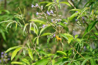 Nisan ayında bir Polistes wattii eşekarısı Vitex agnus-castus 'un mor çiçeklerinin üzerinden uçar. Polistes, Polistini kabilesinin tek cinsi ve kağıt eşekarılarının kozmopolit cinsidir. Wadi Wshee, Sharjah, BAE. 