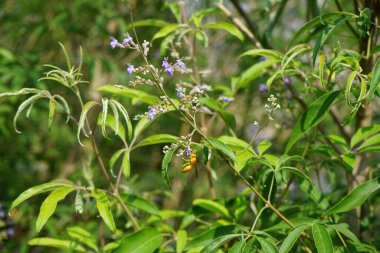 Nisan ayında bir Polistes wattii eşekarısı Vitex agnus-castus 'un mor çiçeklerinin üzerinden uçar. Polistes, Polistini kabilesinin tek cinsi ve kağıt eşekarılarının kozmopolit cinsidir. Wadi Wshee, Sharjah, BAE. 