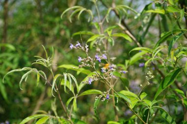 Nisan ayında bir Polistes wattii eşekarısı Vitex agnus-castus 'un mor çiçeklerinin üzerinden uçar. Polistes, Polistini kabilesinin tek cinsi ve kağıt eşekarılarının kozmopolit cinsidir. Wadi Wshee, Sharjah, BAE. 