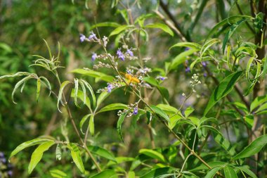 Nisan ayında bir Polistes wattii eşekarısı Vitex agnus-castus 'un mor çiçeklerinin üzerinden uçar. Polistes, Polistini kabilesinin tek cinsi ve kağıt eşekarılarının kozmopolit cinsidir. Wadi Wshee, Sharjah, BAE. 