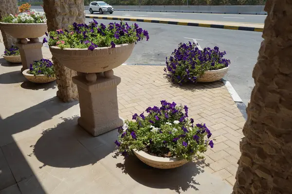 Petunia x atkinsiana çiçekleri Nisan ayında dekoratif saksılarda çiçek açar. Petunia x atkinsiana, petunyanın tüm melez türlerini kapsayan bir Petunya bitkisi olan 