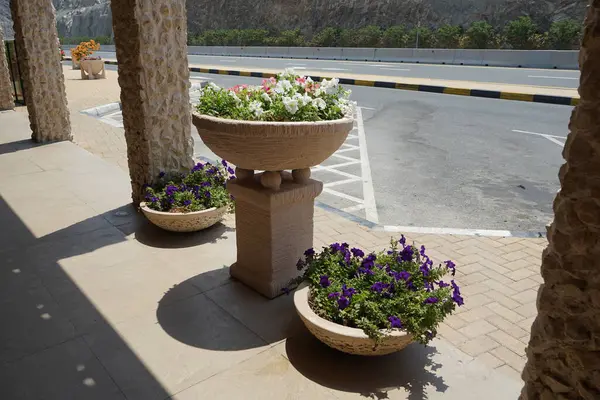 Petunia x atkinsiana çiçekleri Nisan ayında dekoratif saksılarda çiçek açar. Petunia x atkinsiana, petunyanın tüm melez türlerini kapsayan bir Petunya bitkisi olan 