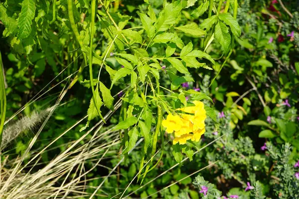 Tecoma, Nisan ayında Hawd al Bid 'ah rezervuarının kıyısında çiçek açar. Tecoma stans (