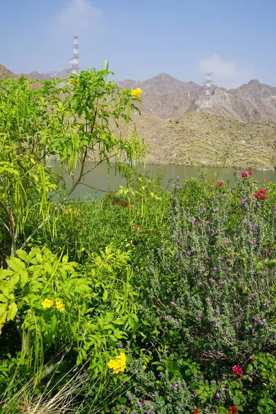 Tecoma stans, leucophyllum frutescens, Bougainvillea glabra ve diğer bitkiler Nisan ayında Al Rafisah Barajı 'ndaki Hawd al' Bid 'ah rezervuarının kıyısında yetişir. Wadi Wshee, Sharjah, BAE.