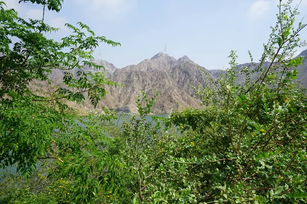 Senna surattensis Nisan ayında Hawd al Bid 'ah rezervuarının kıyısında sarı çiçeklerle çiçek açar. Senna surattensis, parlak duş, çırpılmış yumurta ağacı, parlak duş, altın Senna, cazibeli Cassia, güneş ağacı bir bitkidir. Wadi Wshee, Sharjah, BAE