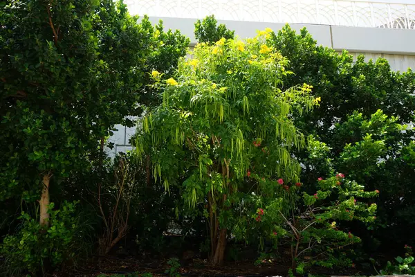 Tecoma stans, Bougainvillea glabra ve diğer bitkiler Nisan ayında Al Rafisah Barajı 'ndaki Hawd al Bid' ah rezervuarının kıyısında yetişir. Wadi Wshee, Sharjah, BAE.