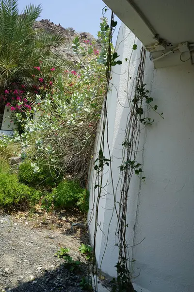 Calotropis procera ve Ipomoea pes-caprae Nisan ayında El Rafisah Barajı 'ndaki S142 tünelinin altında yetişiyor. Wadi Wshee, Sharjah, BAE.