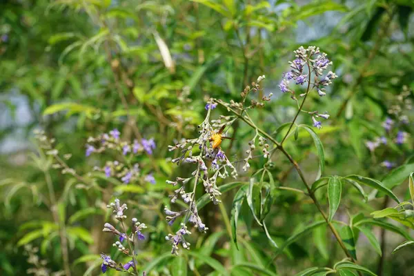 Nisan ayında bir Polistes wattii eşekarısı Vitex agnus-castus 'un mor çiçeklerinin üzerinden uçar. Polistes, Polistini kabilesinin tek cinsi ve kağıt eşekarılarının kozmopolit cinsidir. Wadi Wshee, Sharjah, BAE. 