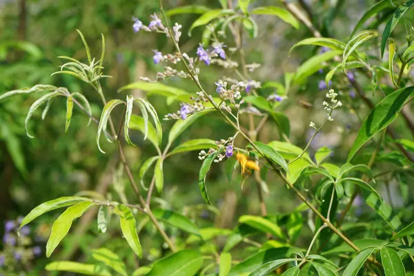 Nisan ayında bir Polistes wattii eşekarısı Vitex agnus-castus 'un mor çiçeklerinin üzerinden uçar. Polistes, Polistini kabilesinin tek cinsi ve kağıt eşekarılarının kozmopolit cinsidir. Wadi Wshee, Sharjah, BAE. 