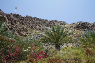 Phoenix Dactylifera palmiyeleri ve Bougainvillea glabra çalıları Nisan ayında El Rafisah Barajı 'ndaki The Walk yakınlarında yetişir. Bougainvillea glabra begonvillerin en yaygın türüdür. Wadi Wshee, Sharjah, BAE.