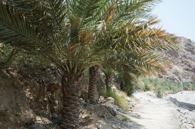 Phoenix Dactylifera palmiyeleri Nisan ayında El Rafisah Barajı 'ndaki The Walk yakınlarında yetişir. Anka Dactylifera, palmiye palmiyesi veya hurma palmiyesi, palmiye familyasından bir bitki türü. Wadi Wshee, Sharjah, BAE.