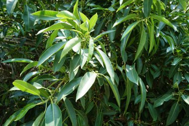 Nisan 'da meyve yetiştiren Ficus Saliifolia. Wonderboom, Ficus salicifolia, Ficus cordata Thunb. Subsp. Salicifolia, KwaZulu-Natal 'ın kuzey bölgelerinden tropikal Doğu Afrika' ya kadar uzanan bir incir türüdür. Wadi Wshee, BAE.