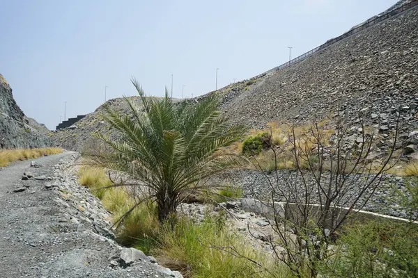 Phoenix Dactylifera palmiyeleri Nisan ayında El Rafisah Barajı 'ndaki The Walk yakınlarında yetişir. Anka Dactylifera, palmiye palmiyesi veya hurma palmiyesi, palmiye familyasından bir bitki türü. Wadi Wshee, Sharjah, BAE.