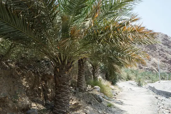 Phoenix Dactylifera palmiyeleri Nisan ayında El Rafisah Barajı 'ndaki The Walk yakınlarında yetişir. Anka Dactylifera, palmiye palmiyesi veya hurma palmiyesi, palmiye familyasından bir bitki türü. Wadi Wshee, Sharjah, BAE.