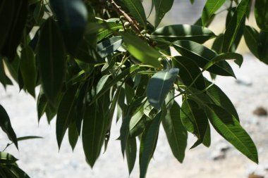 Nisan 'da meyve yetiştiren Ficus Saliifolia. Wonderboom, Ficus salicifolia, Ficus cordata Thunb. Subsp. Salicifolia, KwaZulu-Natal 'ın kuzey bölgelerinden tropikal Doğu Afrika' ya kadar uzanan bir incir türüdür. Wadi Wshee, BAE.