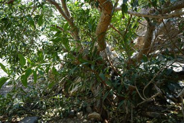 Nisan 'da meyve yetiştiren Ficus Saliifolia. Wonderboom, Ficus salicifolia, Ficus cordata Thunb. Subsp. Salicifolia, KwaZulu-Natal 'ın kuzey bölgelerinden tropikal Doğu Afrika' ya kadar uzanan bir incir türüdür. Wadi Wshee, BAE.