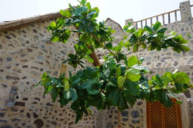 Nisan ayında Najd Al Miqsar köyünde meyveli Terminalia katappa ağacı yetişir. Terminalia catappa, badem, Hint bademi, Malabar bademi, deniz, tropik, plaj bademi, sahte kamani, bir ağaçtır. Wadi Wshee, Sharjah, BAE. 
