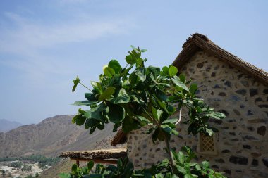 Nisan ayında Najd Al Miqsar köyünde meyveli Terminalia katappa ağacı yetişir. Terminalia catappa, badem, Hint bademi, Malabar bademi, deniz, tropik, plaj bademi, sahte kamani, bir ağaçtır. Wadi Wshee, Sharjah, BAE. 