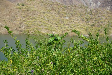 Pycnonotus leucotis kuşu, Al Rafisah Barajı 'ndaki Hawd al Bid' ah rezervuarının arka planında bir bitki dalında oturur. Beyaz kulaklı bülbül P. leucotis, Bulbul ailesinin bir üyesidir. Wadi Wshee, Sharjah, BAE. 