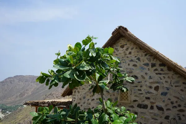 Nisan ayında Najd Al Miqsar köyünde meyveli Terminalia katappa ağacı yetişir. Terminalia catappa, badem, Hint bademi, Malabar bademi, deniz, tropik, plaj bademi, sahte kamani, bir ağaçtır. Wadi Wshee, Sharjah, BAE. 