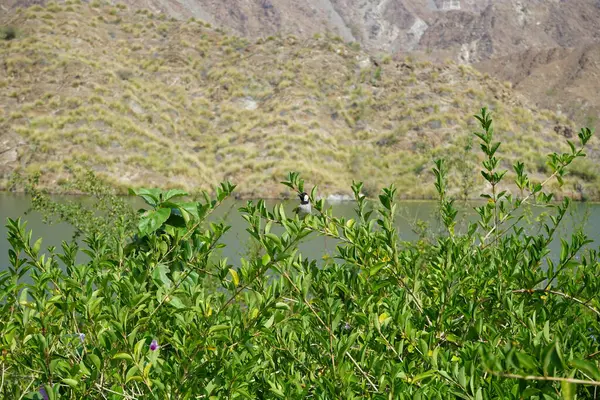 Pycnonotus leucotis kuşu, Al Rafisah Barajı 'ndaki Hawd al Bid' ah rezervuarının arka planında bir bitki dalında oturur. Beyaz kulaklı bülbül P. leucotis, Bulbul ailesinin bir üyesidir. Wadi Wshee, Sharjah, BAE. 