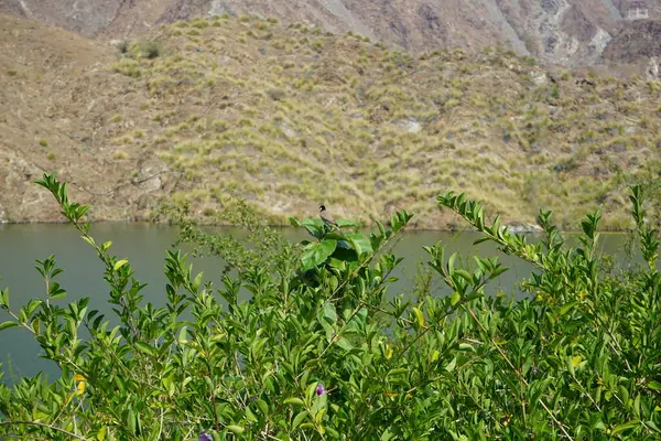 Pycnonotus leucotis kuşu, Al Rafisah Barajı 'ndaki Hawd al Bid' ah rezervuarının arka planında bir bitki dalında oturur. Beyaz kulaklı bülbül P. leucotis, Bulbul ailesinin bir üyesidir. Wadi Wshee, Sharjah, BAE. 