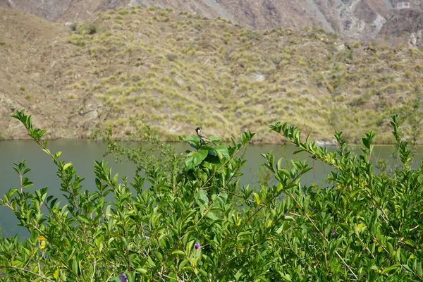 Pycnonotus leucotis kuşu, Al Rafisah Barajı 'ndaki Hawd al Bid' ah rezervuarının arka planında bir bitki dalında oturur. Beyaz kulaklı bülbül P. leucotis, Bulbul ailesinin bir üyesidir. Wadi Wshee, Sharjah, BAE. 