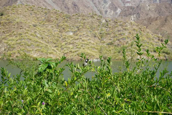 Pycnonotus leucotis kuşu, Al Rafisah Barajı 'ndaki Hawd al Bid' ah rezervuarının arka planında bir bitki dalında oturur. Beyaz kulaklı bülbül P. leucotis, Bulbul ailesinin bir üyesidir. Wadi Wshee, Sharjah, BAE. 