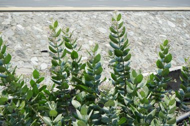 Calotropis procera Nisan 'da büyür. Calotropis procera, Apokinakeae familyasından bir bitki türü. Wadi Wshee, Sharjah, BAE. 